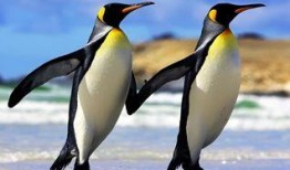 碎嘴企鹅爆料视频大全集,欢乐瞬间尽收眼底